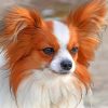 White And Brown Papillon paint by numbers