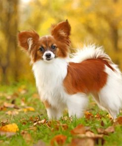 Papillon Puppy paint by numbers