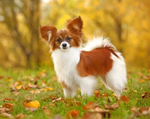 Papillon Puppy paint by numbers