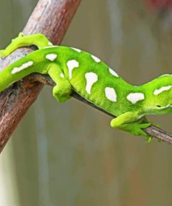 Gecko Lizard Paint by numbers