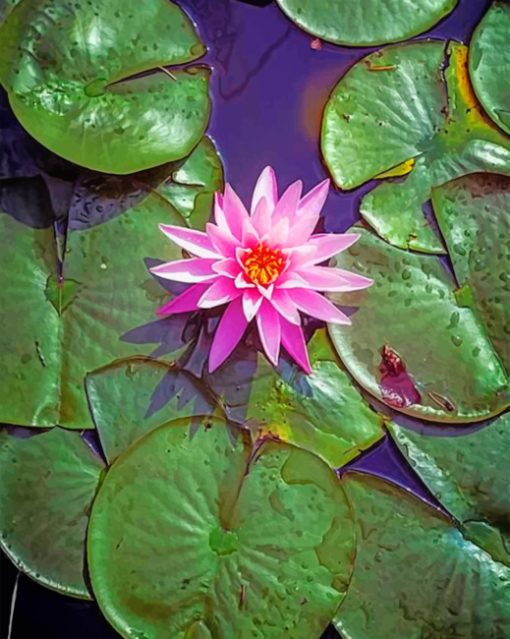 Pink Lotus Paint by numbers