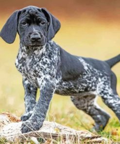 Pointer Hunting Dog Paint by numbers