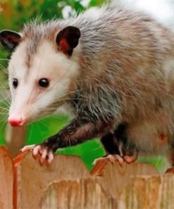 Possum Animal paint by numbers