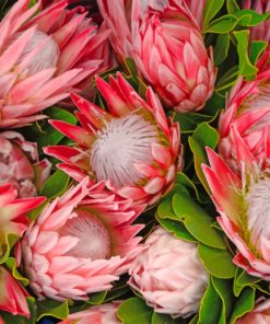 Pretty Protea Flowers Paint by numbers