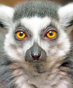 Raing Tailed Lemur Face paint by numbers