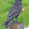 Ravens Bird paint by numbers