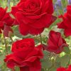 Red Roses paint by numbers