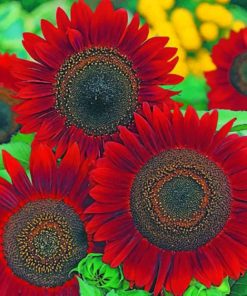 Red Sunflower paint by numbers