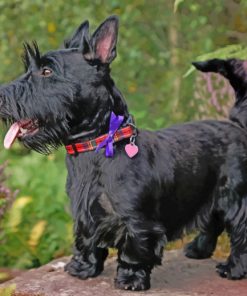 Iconic Scottish Terrier Paint by numbers