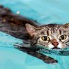 Cat In Water paint by number