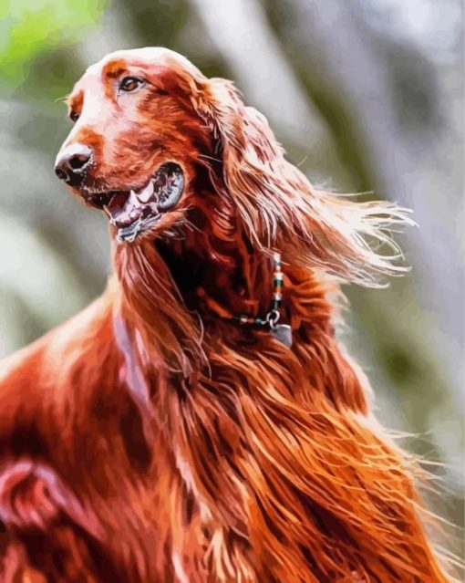 Red Setter paint by number