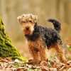 Welsh Terrier Dog paint by number