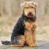 Welsh Terrier Sitting paint by number