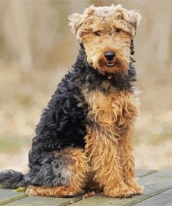 Welsh Terrier Sitting paint by number