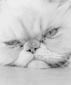 Black And White Persian Cat paint by number