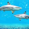 Blacktip Sharks paint by number