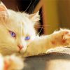 Blue Eyes White Persian Cat paint by number