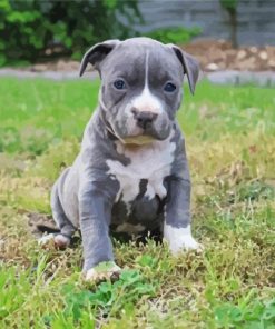 Blue Staffie paint by number