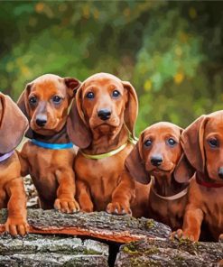 Cute Daschound Puppies paint by number