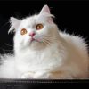 White Persian Cat paint by number