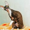 Adorable Cornish Rex paint by number