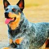Aesthetic Blue Heeler Dog paint by number