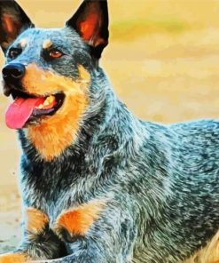 Aesthetic Blue Heeler Dog paint by number