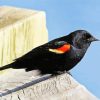 Aesthetic Red Winged Blackbird paint by number
