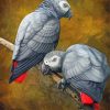 African Grey Parrots paint by number