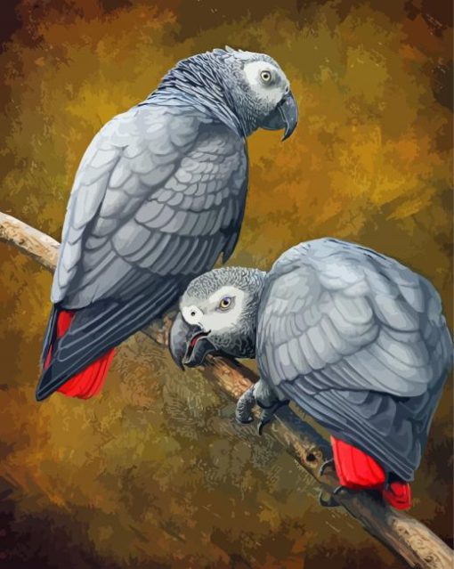 African Grey Parrots paint by number