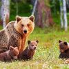 Beautiful Mother Bear With Her Babies paint by number