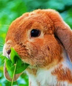 Beautiful Mini Lop paint by number