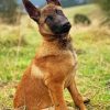 Belgian Malinois Pet paint by number