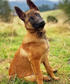 Belgian Malinois Pet paint by number