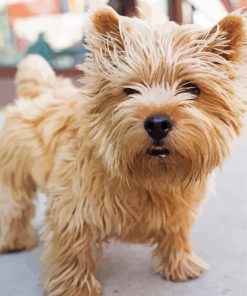 Blonde Norwich Terrier paint by number