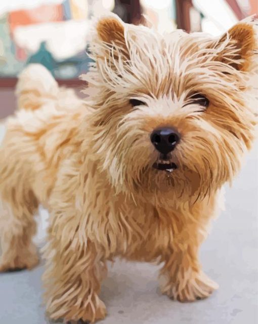 Blonde Norwich Terrier paint by number