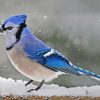 Blue Jay Bird In Winter paint by number