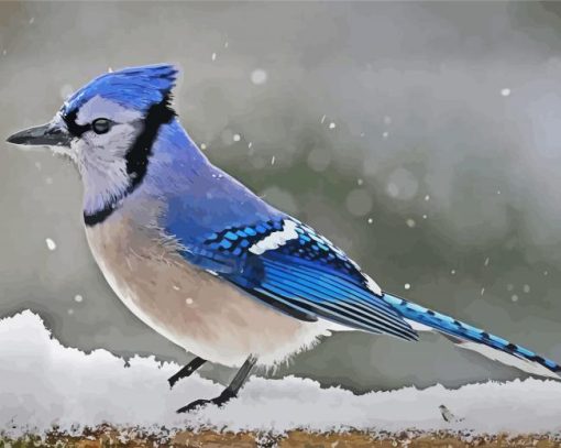 Blue Jay Bird In Winter paint by number
