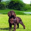 Boykin Spaniel Dog paint by number