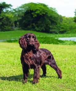 Boykin Spaniel Dog paint by number
