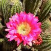 Cactus With Pink Rose paint by number