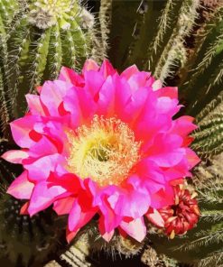 Cactus With Pink Rose paint by number