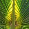Close Up Palm Frond paint by number