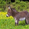 Cute Mini Donkey paint by number