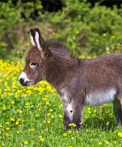 Cute Mini Donkey paint by number