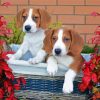 Drever Puppies paint by number