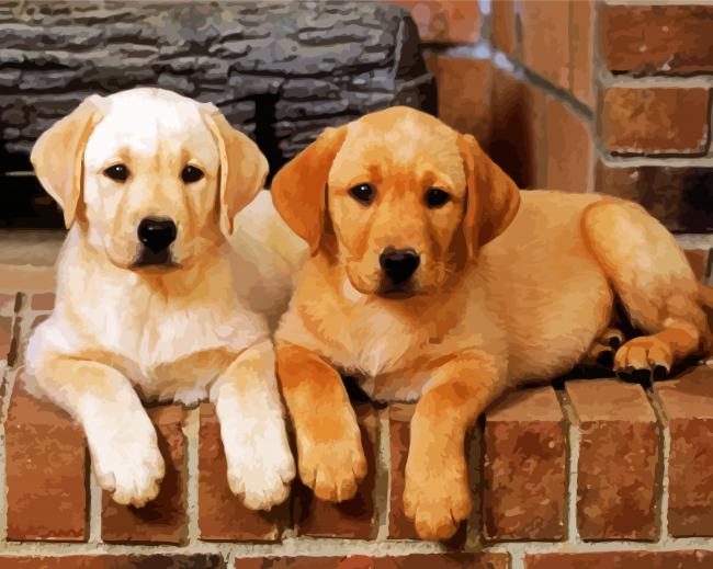 Golden Labrador Puppies paint by number