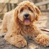 Goldendoodle Puppy paint by number