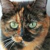 Green Eyes Tortoiseshell paint by number