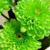 Green Flowers paint by number